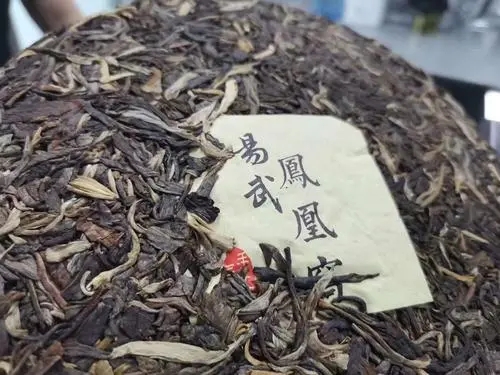 2022年鳳凰窩古樹(shù)高桿，鳳凰筑巢的地方