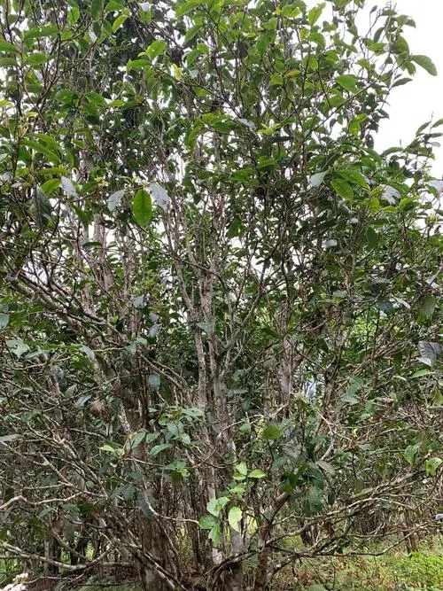 2022年刮風(fēng)寨茶王茶古樹春茶口感？