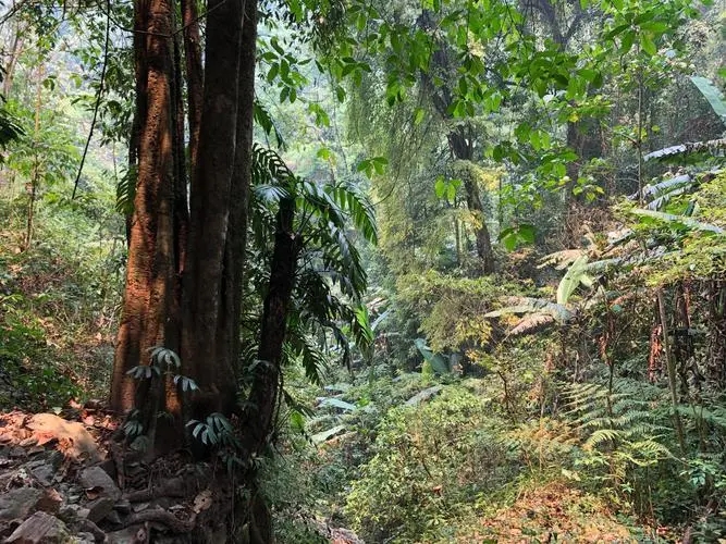 2022年 易武【刮風寨】茶王樹——山野林韻之標桿