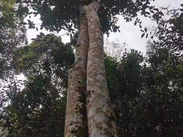 2022年冷水河古樹春茶口感？