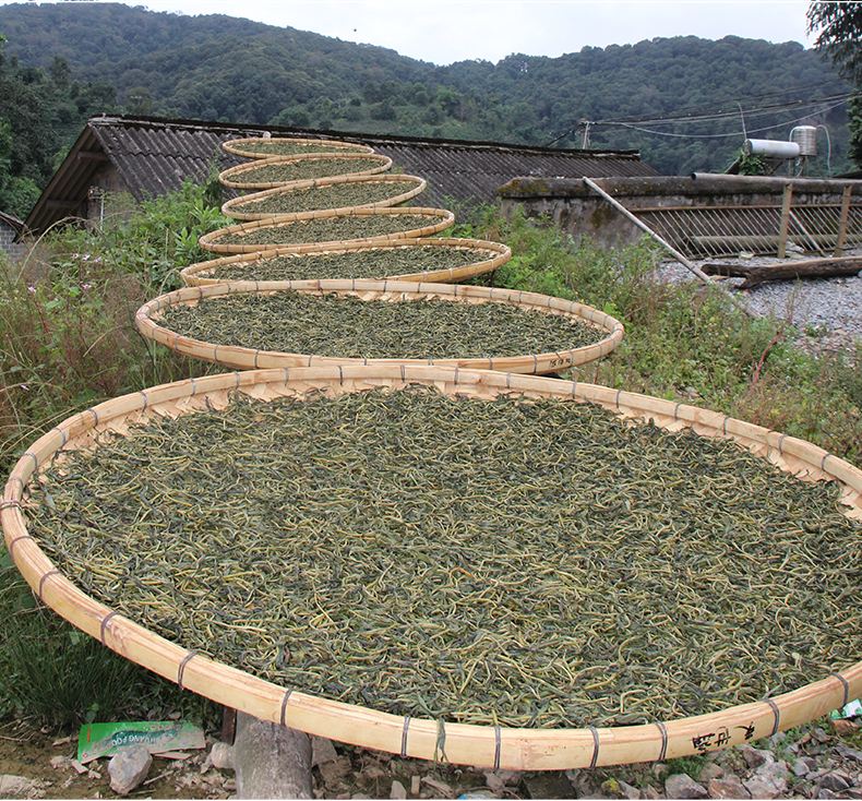 2022年白沙河古樹春茶價格？