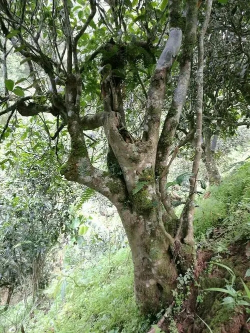 2022年黑水梁子古樹春茶特點(diǎn)？