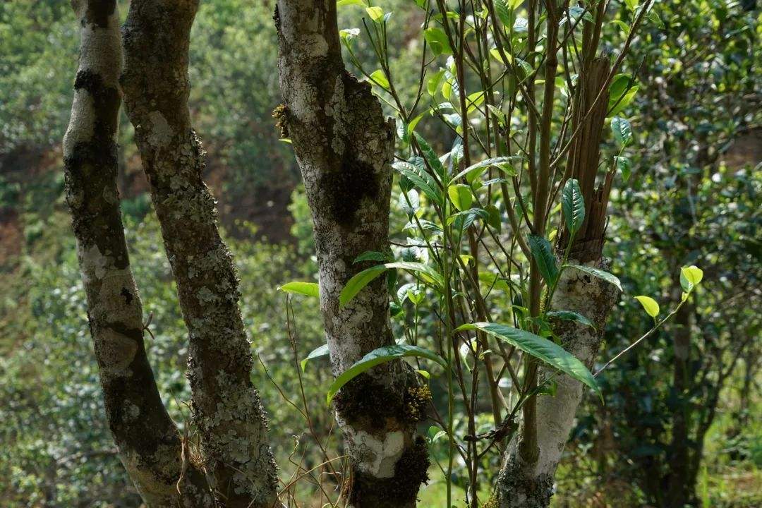 2022年黑水梁子——與你一起，走進(jìn)茶馬古道的源頭