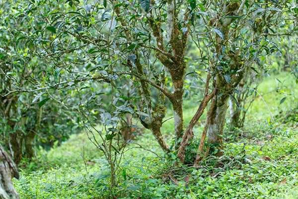 2022年刮風(fēng)寨茶坪古樹春茶口感？