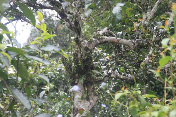 2022年茶氣狂野，香柔蜜韻的刮風寨茶坪古樹茶