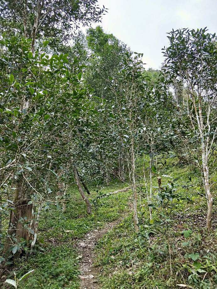 2022年多依樹古樹春茶特點(diǎn)？