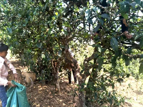 2022年易武張家灣古樹春茶特點？