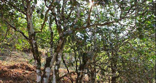 2022年易武張家灣古樹春茶口感？