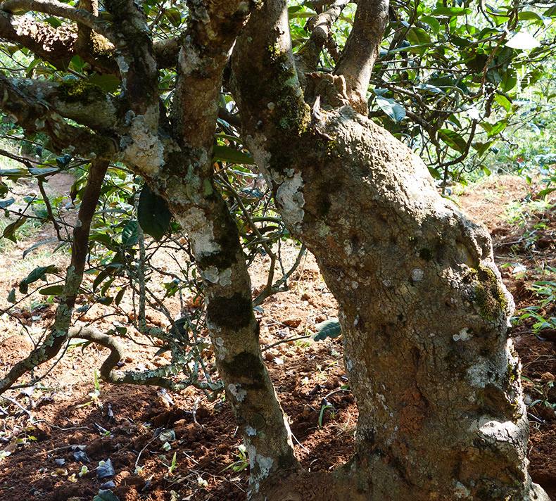 2022年一扇磨山林之息，雨林之味，原始之態(tài)