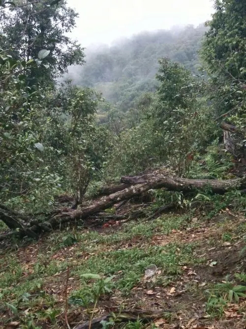 2022年一扇磨古樹春茶價格？