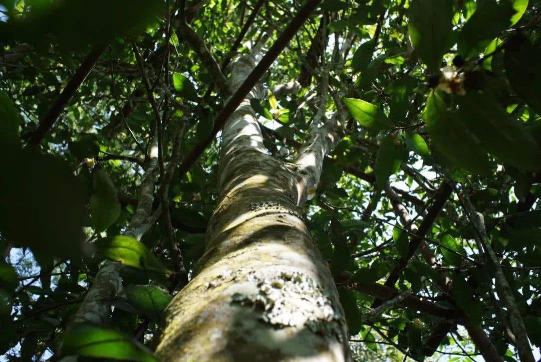 2022年香椿林古樹春茶口感？