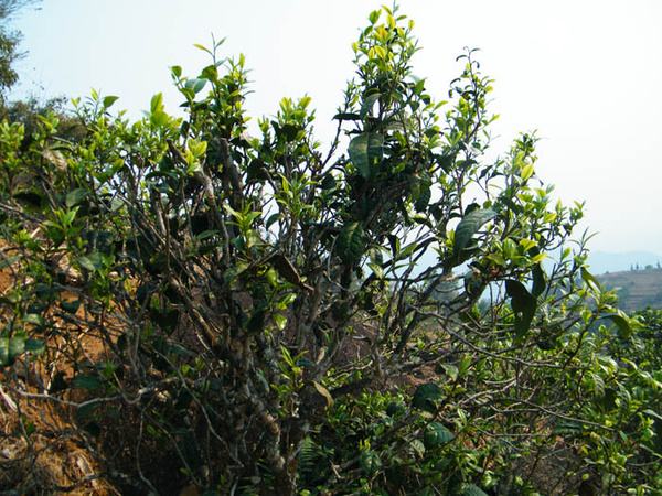 2022年香椿林古樹春茶價格？