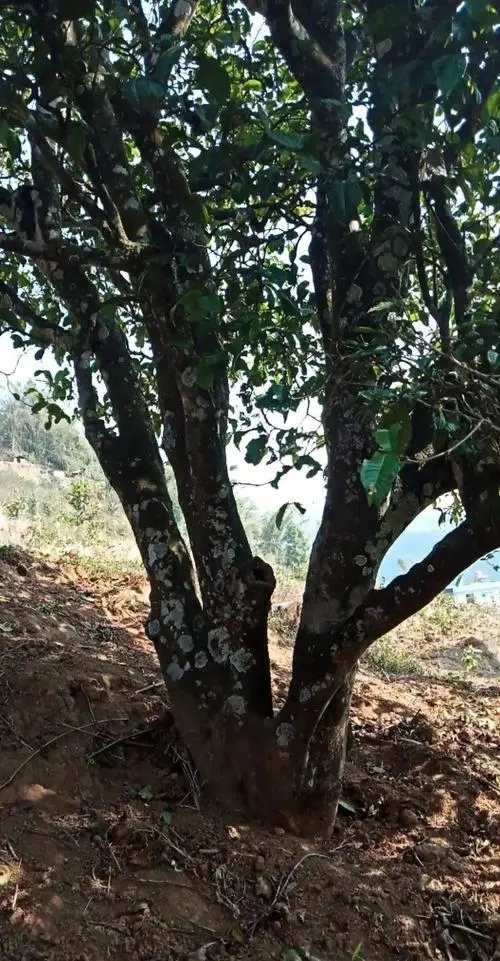 2022年香椿林古樹春茶多少錢一公斤？