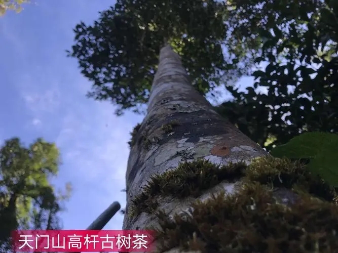 2022年天門山古樹春茶特點？
