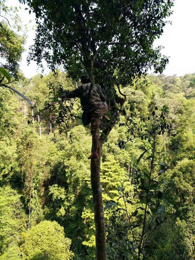 2022年天門山古樹春茶價格？