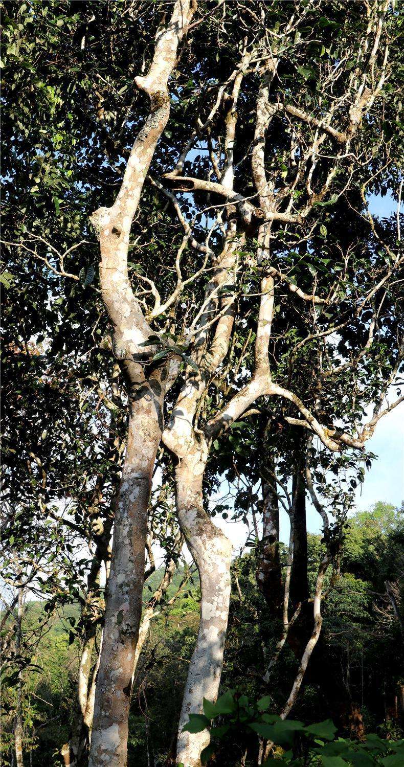 2022年天門山高桿古樹茶，神秘存在的好茶