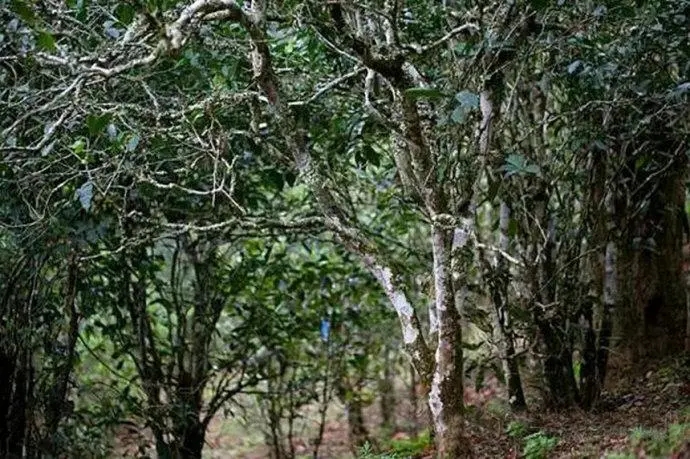 2022年高山寨古樹春茶特點？