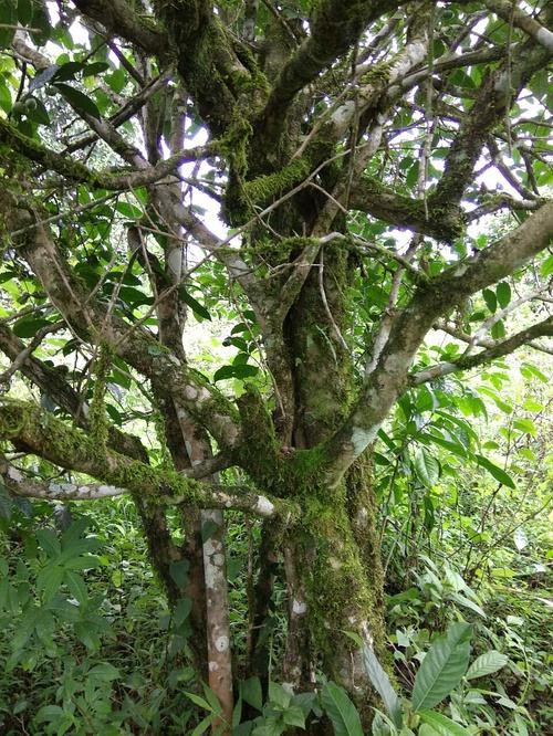 2022年高山寨古樹春茶口感？