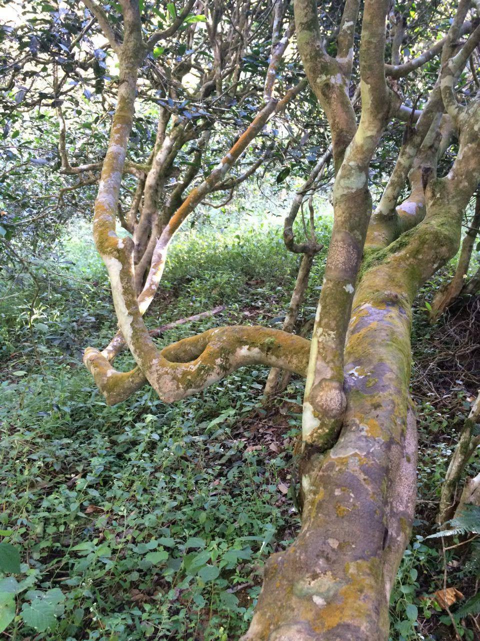 2022年高山寨古樹茶流水意無(wú)窮,唯待知音懂