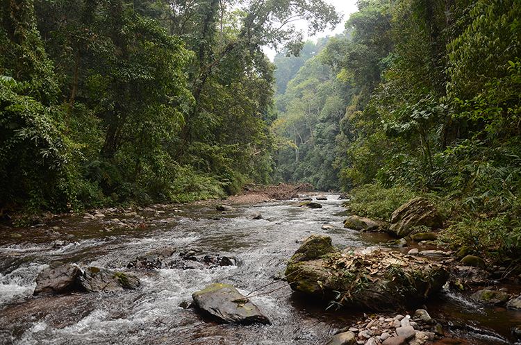 2022年銅箐河古樹春茶特點(diǎn)？