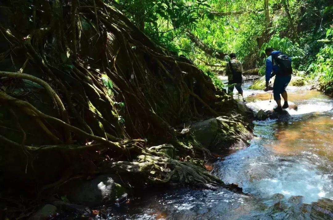 2022年銅箐河古樹春茶價(jià)格？
