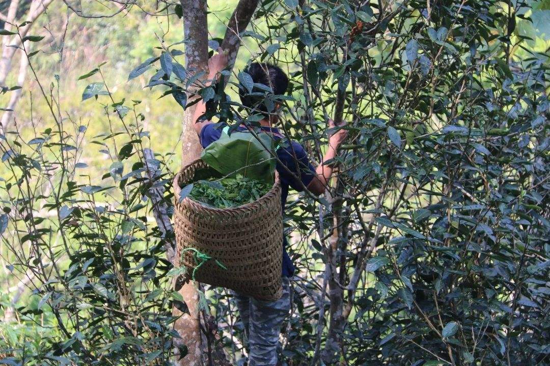 2022年百花潭古樹春茶特點(diǎn)？