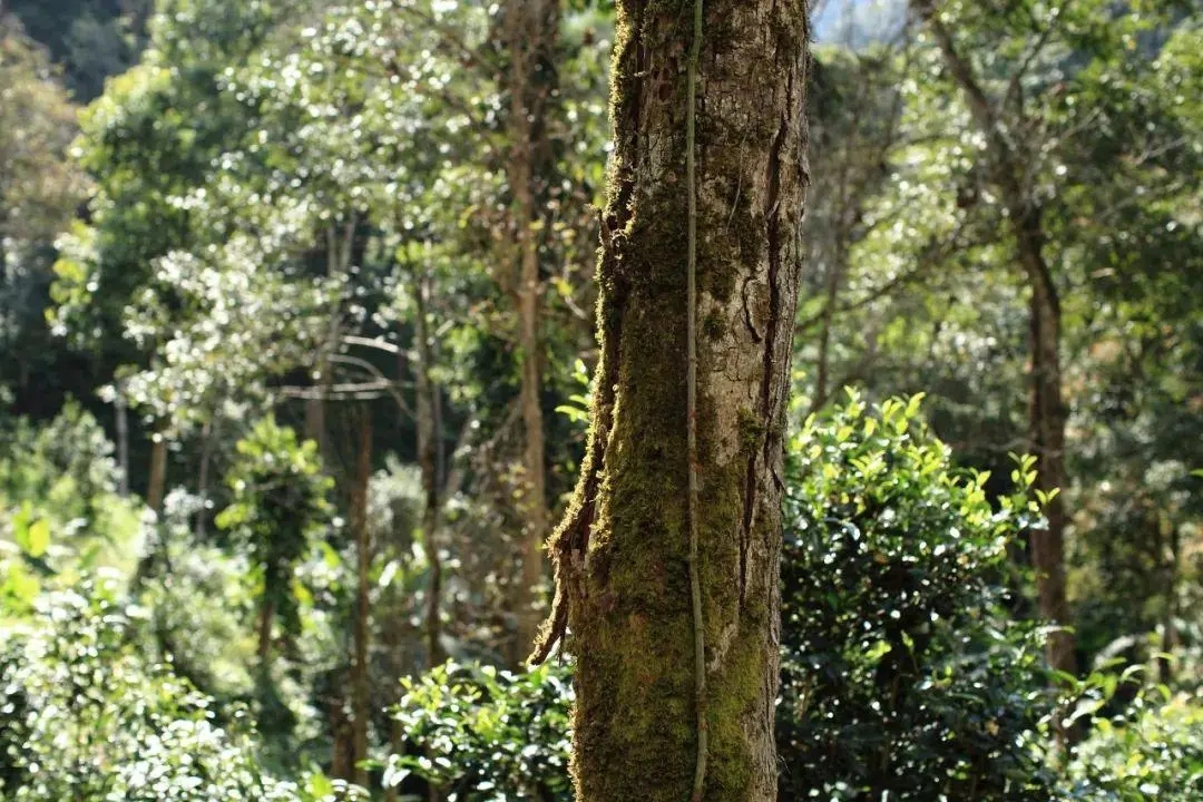 2022年百花潭古樹春茶口感？