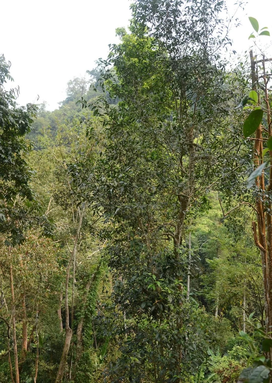 2022年百花潭古樹春茶價(jià)格？