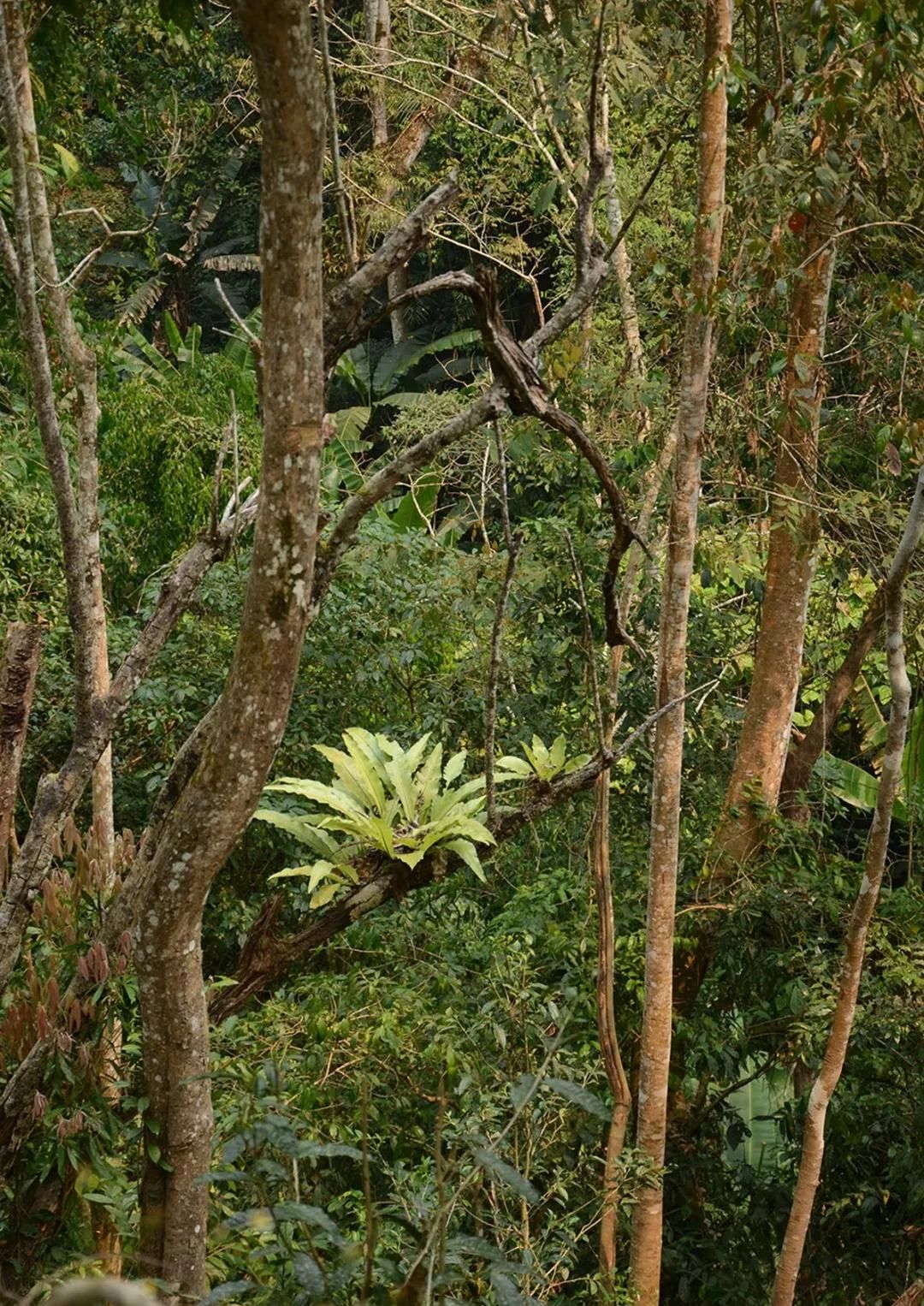 2022年百花潭古樹春茶多少錢一公斤？