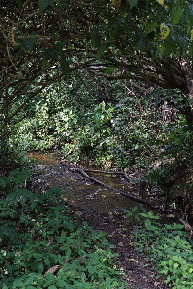 2022年蟒蛇箐古樹春茶特點(diǎn)？