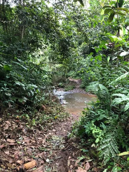 2022年蟒蛇箐古樹春茶價(jià)格？