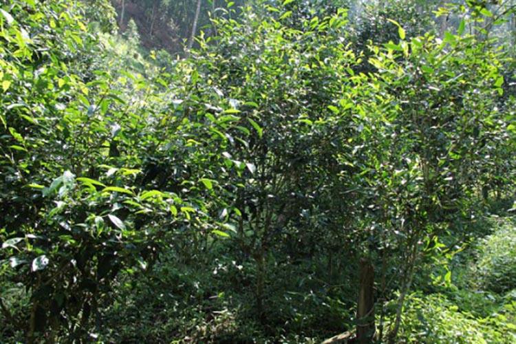 2022年倚邦曼拱古樹春茶價(jià)格？