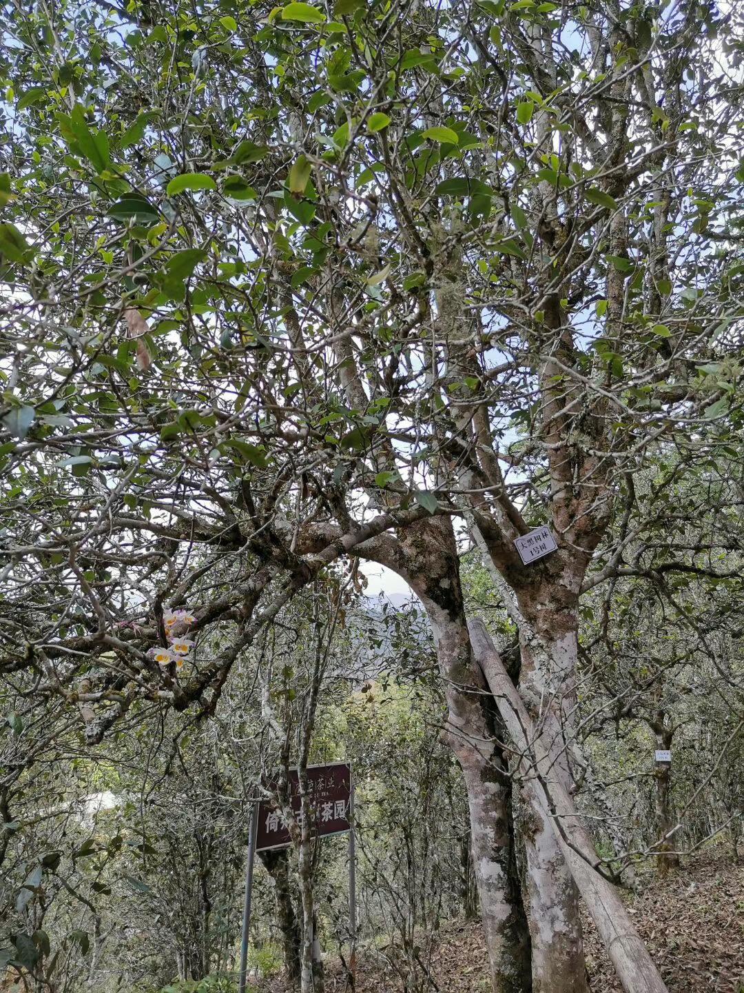 2022年大黑樹林古樹春茶特點(diǎn)？