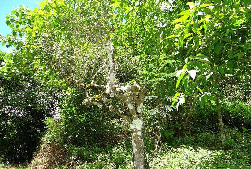 2022年大黑樹林古樹春茶價(jià)格？