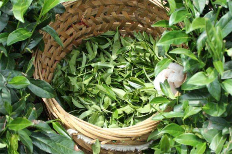 2022年曼松古樹春茶價格？