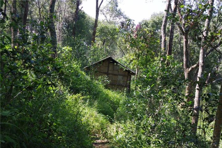 2022年曼松古樹(shù)春茶多少錢一公斤?