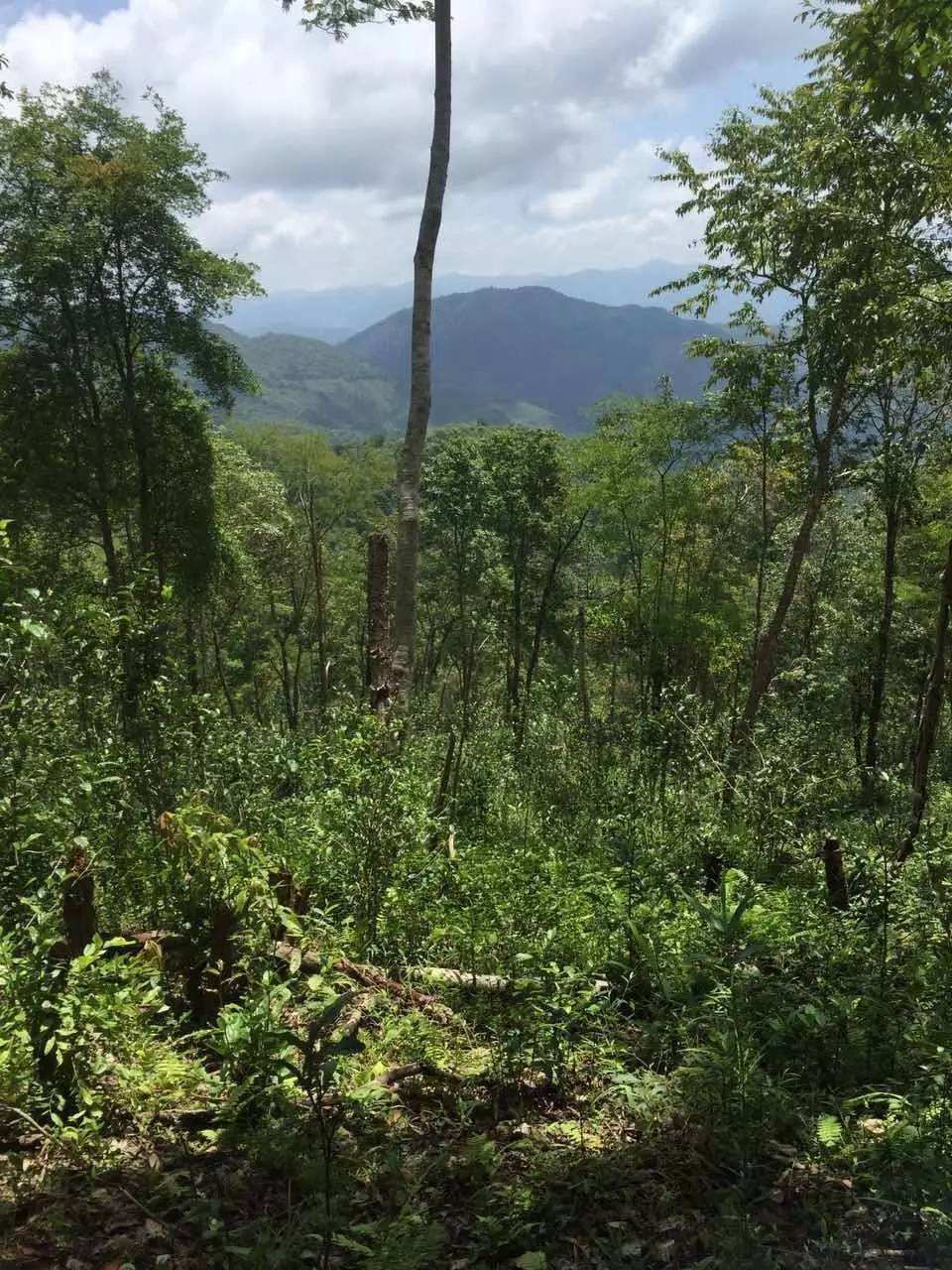 2022年一泡曼松古樹春茶？一飲帝王味……