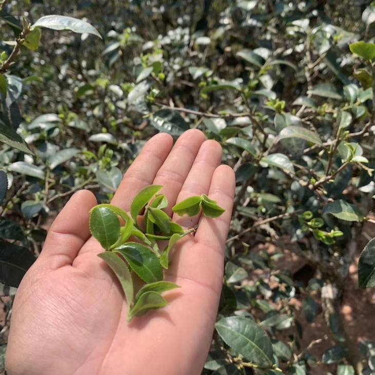 2022年倚邦貓耳朵古樹春茶口感？