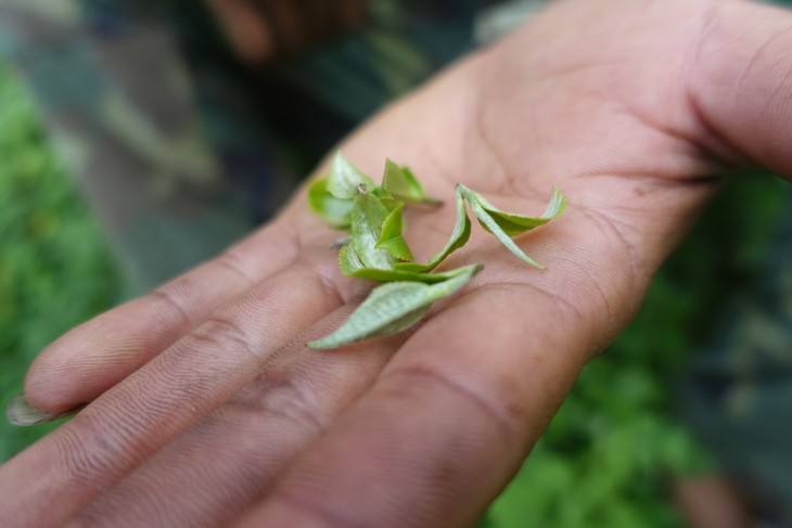 2022年普洱茶中的小可愛|倚邦貓耳朵