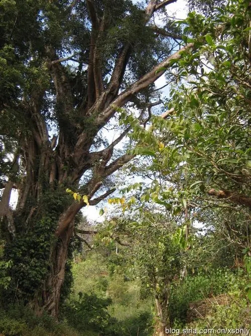 2022年蠻磚古樹春茶多少錢一公斤？