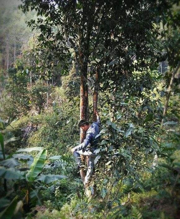 2022年桃子寨古樹春茶特點(diǎn)？