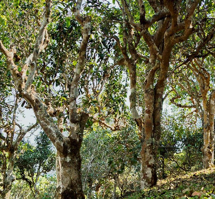 2022年蠻磚瓦龍古樹春茶價(jià)格？