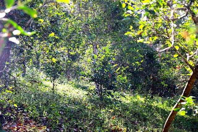 2022年革登古樹春茶價(jià)格？