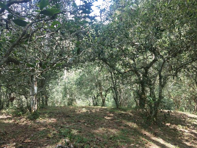 2022年革登古樹春茶多少一公斤？