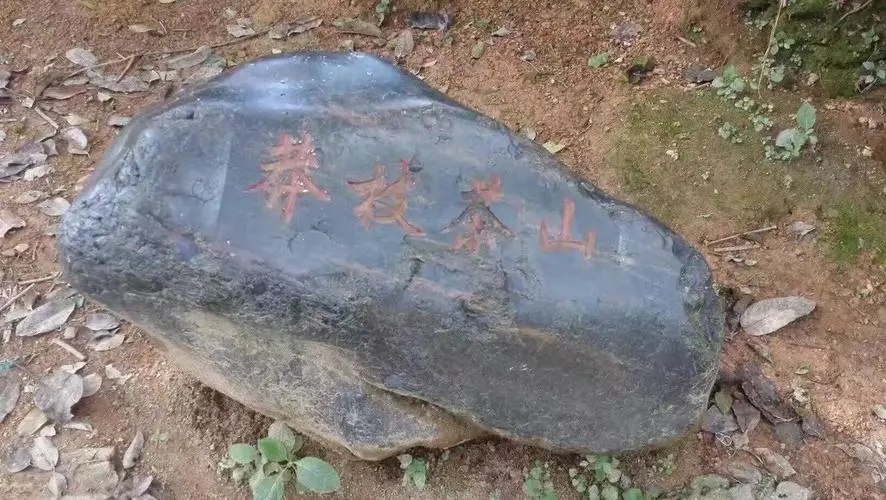 2022年莽枝古樹春茶特點(diǎn)？