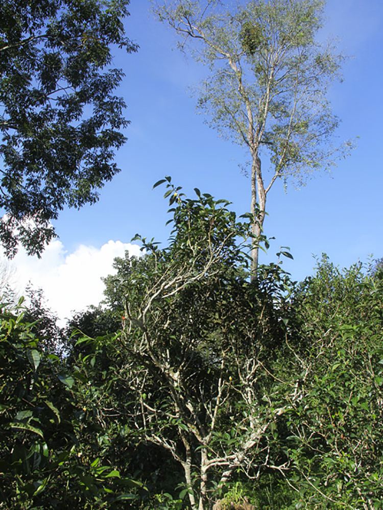 2022年莽枝古樹春茶口感？