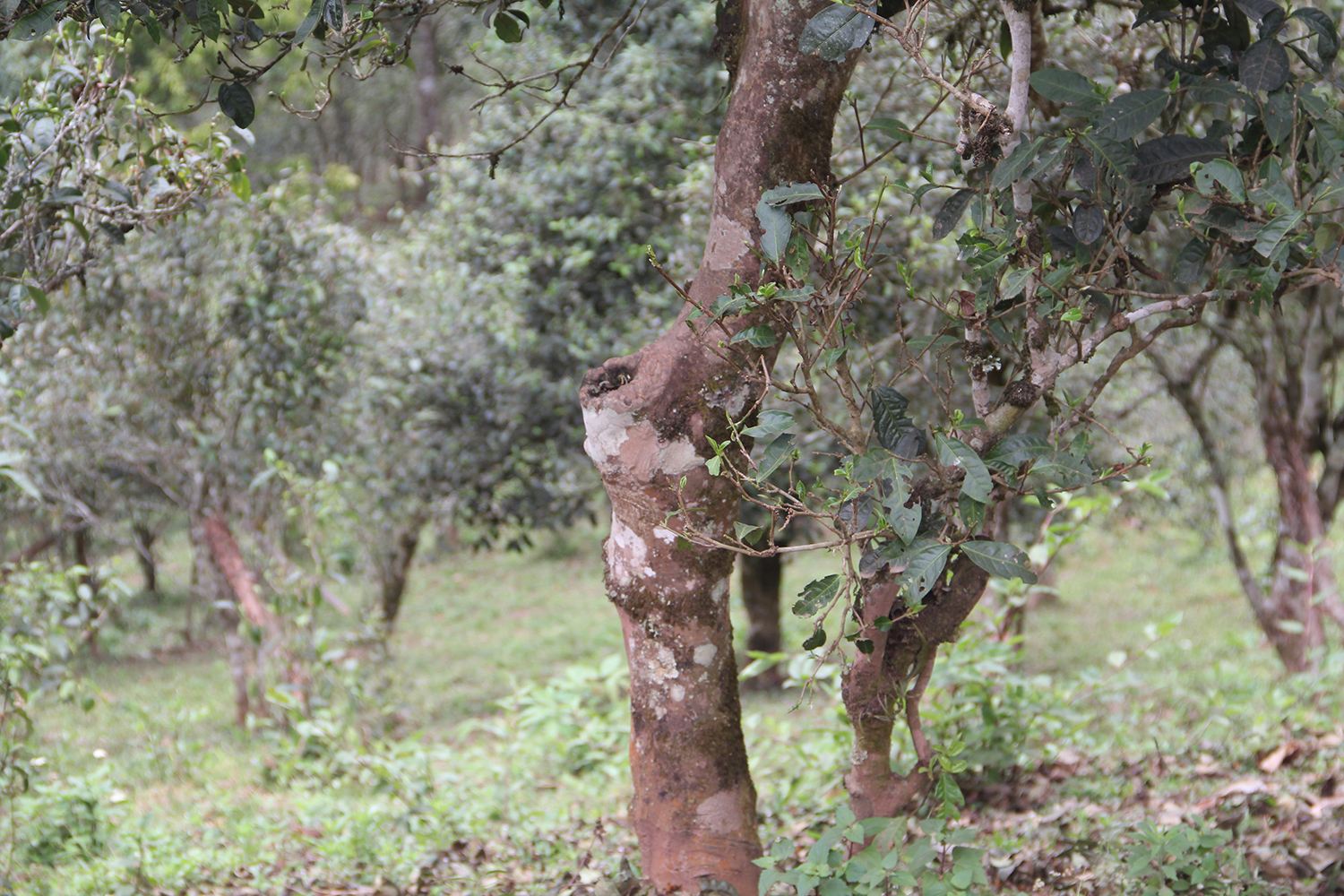 2022年莽枝古樹春茶價格？