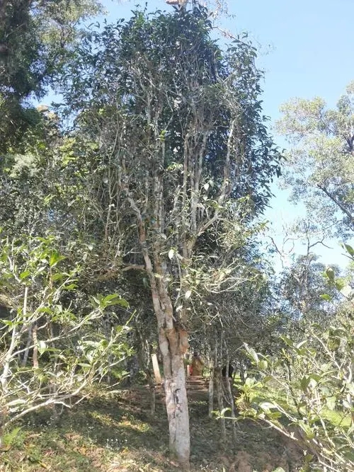 2022年莽枝古樹春茶多少錢一公斤？