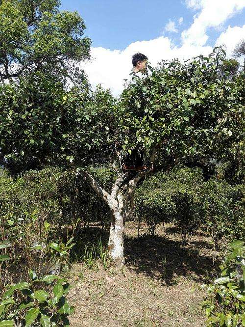 2022年攸樂古樹春茶多少錢一公斤？