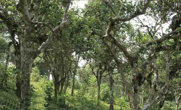 2022年攸樂貢茶—甜到心里的好茶